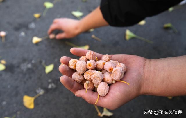 银杏果好臭,银杏果的奇异气味