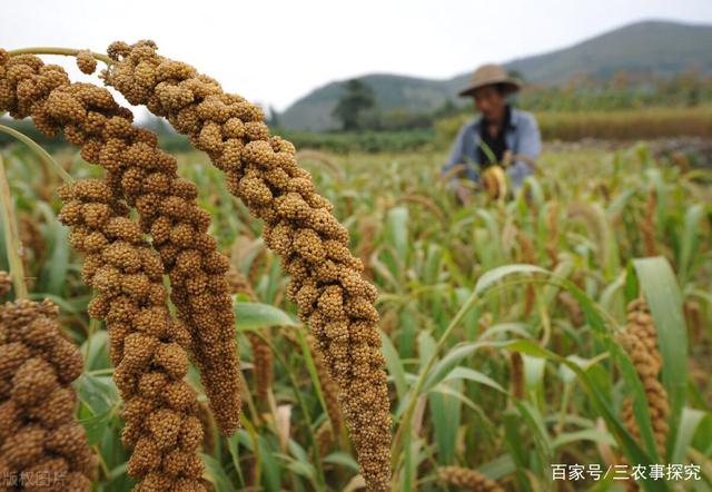 谷子最新价格,“谷子行情”现价实时波动。