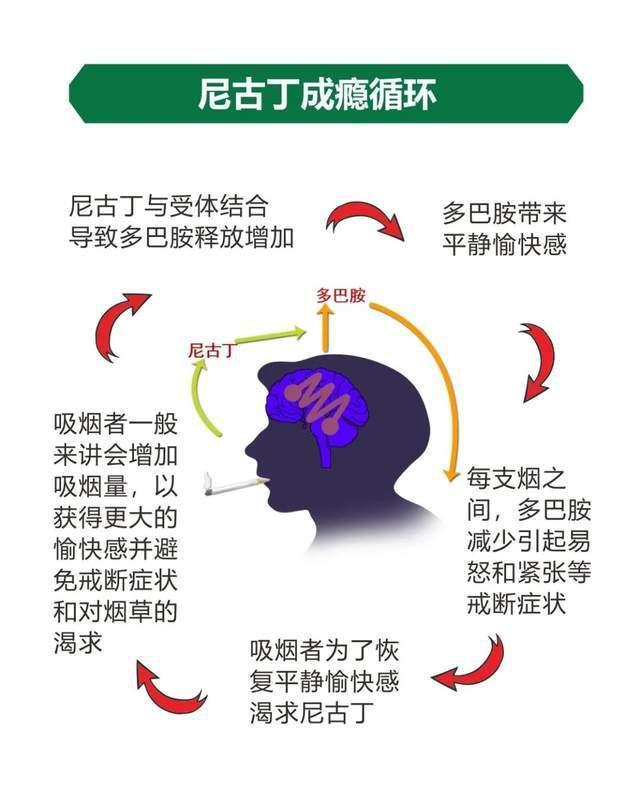 尼古丁 最新研究,尼古丁效应再掀研究热潮。