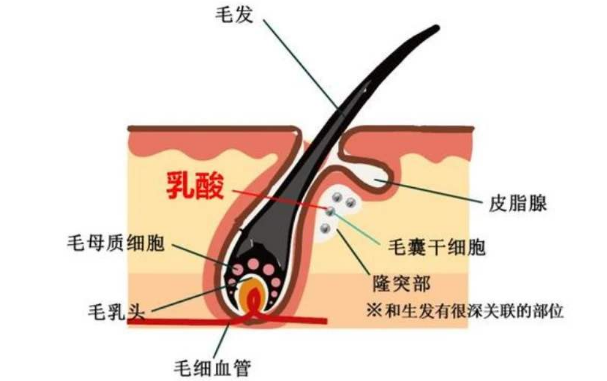 世界脱发研究最新进展,脱发领域全球研究新动态盘点