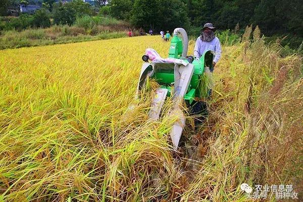 最新微型水稻收割机,引领科技潮流的尖端微型水稻收割机。