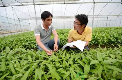 草菇最新栽培技术,新型草菇种植法