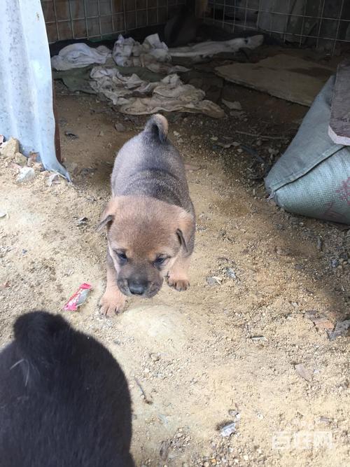 揭阳土狗最新买卖,揭阳本地犬种交易资讯