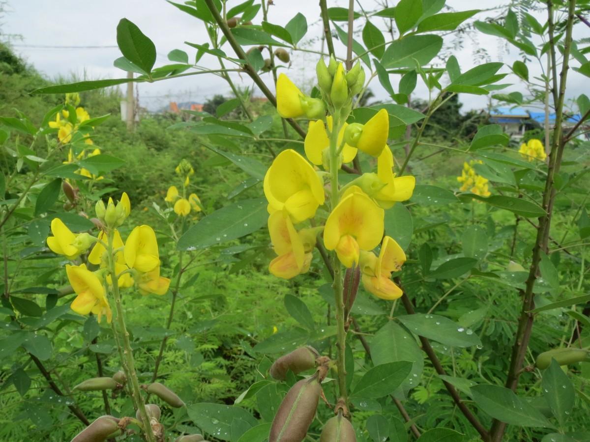 今日花生最新价格走势-花生价格动态今日速览