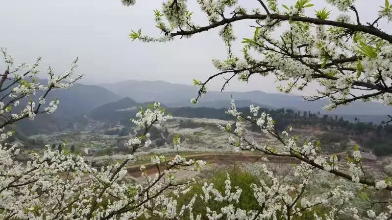 “焕新启航：简阳市武庙乡美好蓝图全新揭晓”